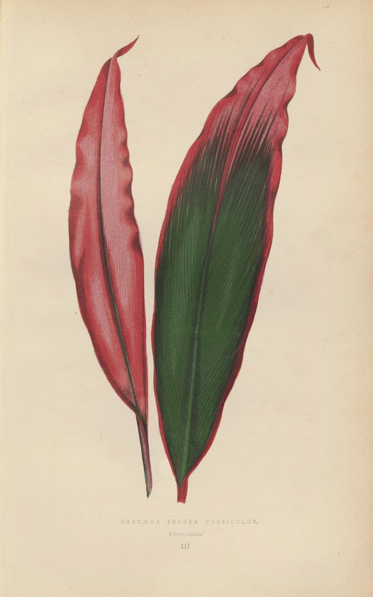 Drecena Ferrea Versicolor Poster